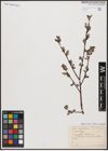 Foto von Salix aurita L.